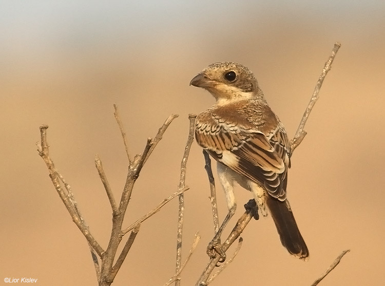    Woodchat Shrike  Lanius senator ,the Btecha(Jordan river delta)july 2010. Lior Kislev